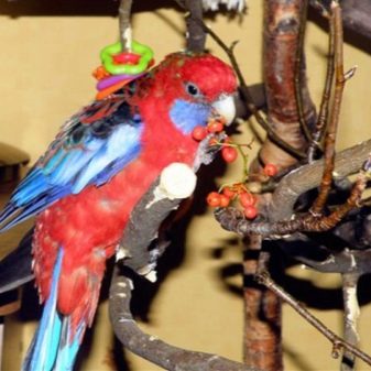 Rosella png | PNGEgg