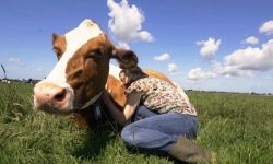תקשורת עם פרות היא דרך חדשה להפיג מתחים