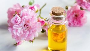 Camellia oil: features and recommendations for use