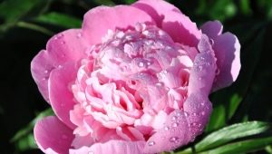 Peonies: what do they symbolize and how to arrange them according to feng shui?