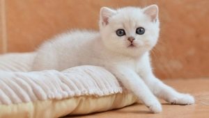 Biele britské mačky: popis plemena a obsah