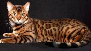 Gato de Bengala: características de la raza y el carácter.