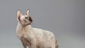 Trudne mačke Sphynx: karakteristike, vrijeme, njega