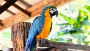 Grote papegaaien: beschrijving, soorten en kenmerken van de inhoud