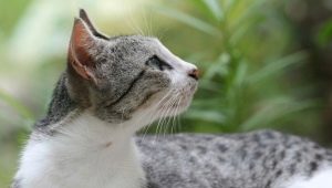 Brezilya ile ilgili stenografi kedi: cinsin tanımı ve içeriğin özellikleri