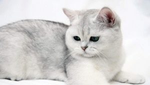 Kucing berbulu pendek British: ciri baka, variasi warna dan peraturan pemeliharaan