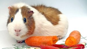 Apa yang boleh anda beri makan babi guinea anda?