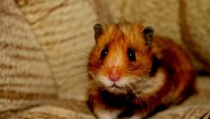 Bir hamster beslemek için neye ihtiyacınız var?