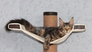 House and other equipment for Maine Coon