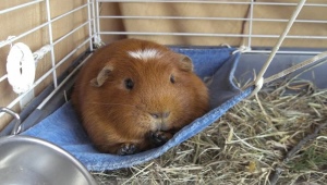 Hammock for guinea pig: how to choose and make it yourself?