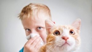 Kucing dan kucing hypoallergenic: ras, fitur pilihan dan pemeliharaan