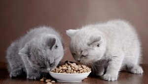 طعام لا يسبب الحساسية للقطط والقطط: الميزات والأنواع والخيارات الدقيقة المختارة