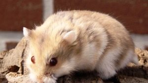 Campbells hamster: raceegenskaber, vedligeholdelse og pleje