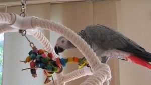 DIY parrot toys