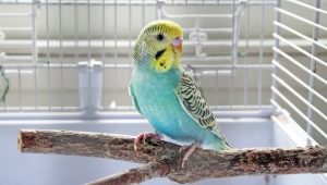 Names for budgies