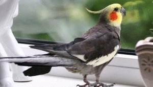 Interesting and beautiful names for the cockatiel parrot