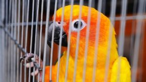 Making a cage for a parrot with your own hands
