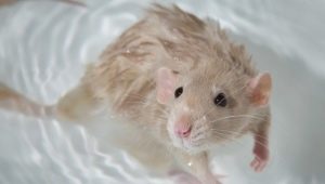 Làm thế nào để tắm một con chuột ở nhà?