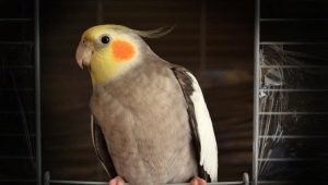 Come insegnare a parlare a un pappagallo cockatiel?
