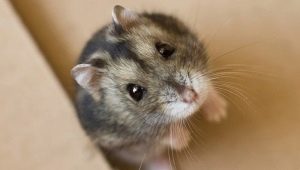 What is the name of the Dzungarian hamster?