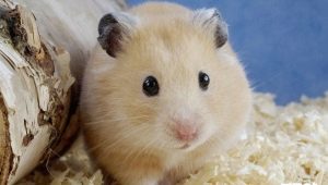 Làm thế nào để xác định giới tính của hamster?
