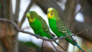 Как да определим пола на вълнистия папагал?