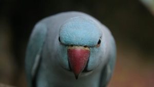 Hvordan afvænner man en papegøje fra at bide?