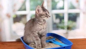 Πώς να χρησιμοποιήσετε τα απορρίμματα γάτας;