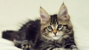 Kaip Meino meškėnų kačiukai auga mėnesiais?