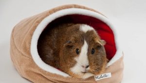 How to make a house for a guinea pig with your own hands?