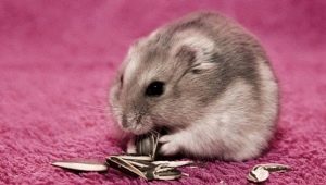 How to take care of your hamster?