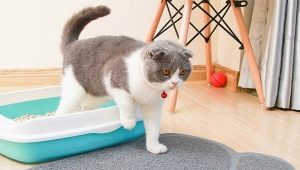 Kaip išsirinkti kačių kraiko kilimėlį?