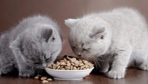 Bagaimana untuk memilih makanan kucing kering premium?