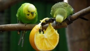 What fruits can budgies be given?
