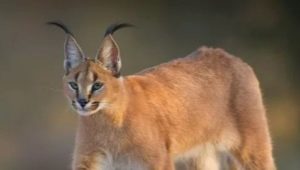 Caracals: breed characteristics, home care rules