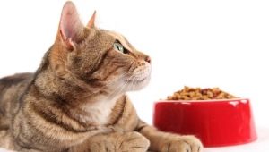 Kelas makanan untuk kucing: perbezaan dan nuansa pilihan