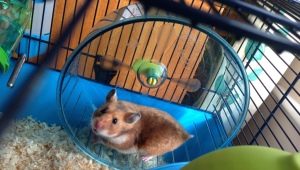 Cages pour hamsters : types, sélection et disposition