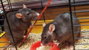Kavezi za štakore: karakteristike, izbor, oprema, njega