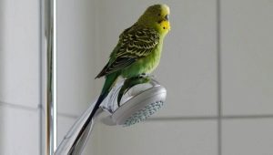 Quando posso liberare il mio pappagallo dopo l'acquisto?