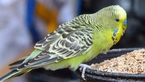Food for parrots: types and features of selection