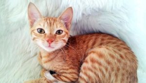 Arabske mačke Mau: opis in značilnosti nege