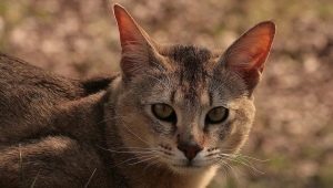 القطط Chausie: وصف وخصائص المحتوى
