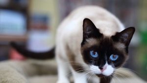 Snow shoo cats: popis, barevné varianty a vlastnosti obsahu