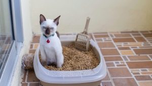 Baki untuk kucing: jenis, ukuran, dan aturan pemilihan