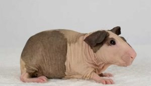 Bald guinea pigs: features, breeds and content