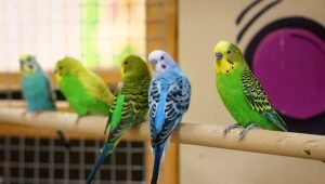 Small parrots: species, how long do they live and how to care?
