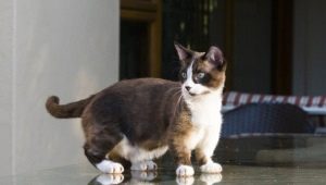 Munchkin: perihalan baka kucing, jenis dan kandungan