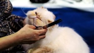 Klippemaskiner til katte: typer, modeller, valg og betjening
