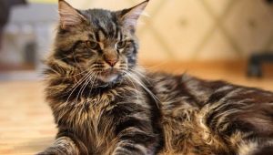 Maine Coon: breed description, maintenance and care