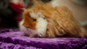 Alpaca guinea pigs: description and subtleties of care